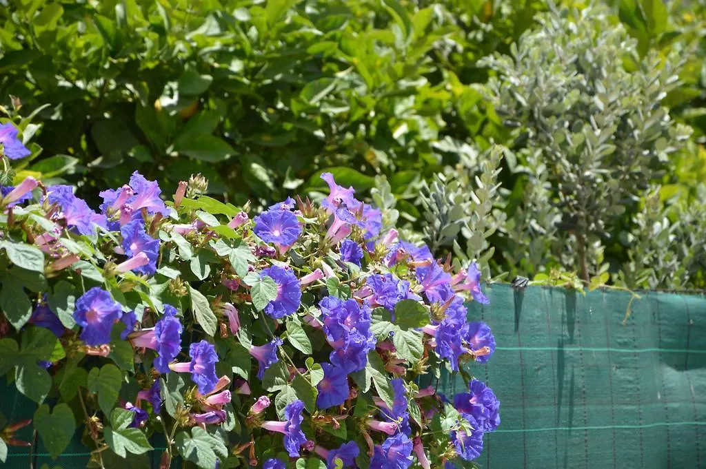 Guest House Al Giardino Dei Limoni Favignana 0*,